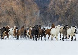 2077黑拳河谷区捡不了枪
