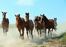 2077黑拳河谷区捡不了枪